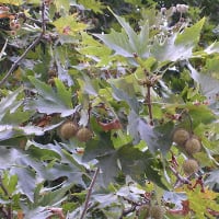 モミジバスズカケはプラタナスの一種、家の近くの公園に植栽。