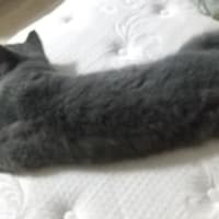 寝相のわるいごろ