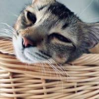 マオちゃんちですけど