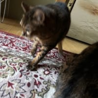 お早う…