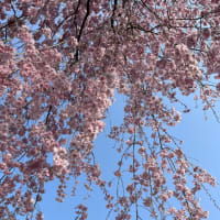 街は桜終わり葉桜になりました