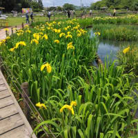 狭山・境緑道から北山公園の花菖蒲を楽しむ