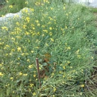 夏野菜の植え付け準備（菜園日記：2025年05月11日（日）)