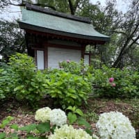 藤森神社の紫陽花苑