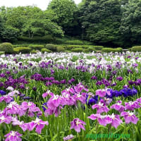 「県立相模原公園」の「水無月園」では「ハナショウブ」が満開へ！！