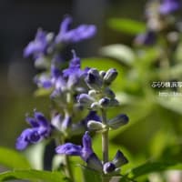 光を浴び　花