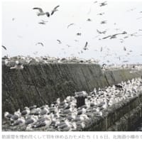 今日以降使えるダジャレ『3061』【科学】■北海道・小樽の海岸、「ケタ違いに多い」カモメが飛来…海水温の変化が影響か