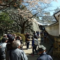 姫路城の見学に行きました。