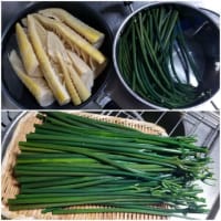 春の味わいと満開になった春の花！