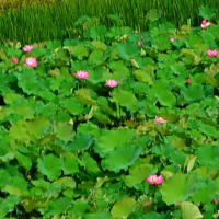 蓮の花 梅の実事件 謎だらけ コースの秘密 知れば知るほど