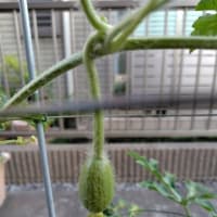 植物は育つ
