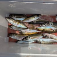 1号船午前便でマアジ釣りです。