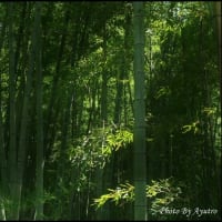 竹林の明と暗