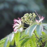年寄りの道草散歩(愛らしい姿）