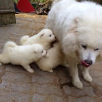 家に来たサモエド、スワン