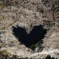 弘前公園満開夜桜