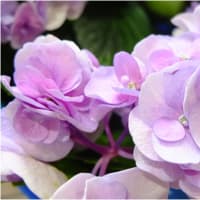 🌺 紫陽花 マタライネン 🌻