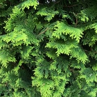 日が伸びましたー