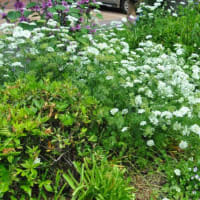 散歩道中学校横の花壇　アイリスの花　　　47