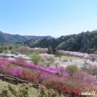 愛川公園の桜は満開が過ぎて、次はツツジが！！！