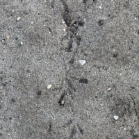 なぞの足跡