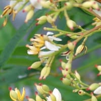 南天の花とヤブコウジの花、可憐。
