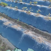 サツマイモの蔓先を植えてみる