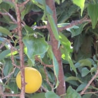いよいよ明日ですね、