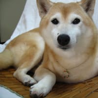愛情ハニー