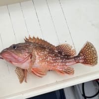 メバルは、もう釣れるのか？