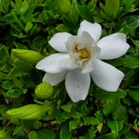 少欲知足を胸に刻み無欲な生活を・・(^_-)-☆