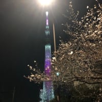 ★浅草夜桜2024★