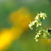 マサキ 花盛り