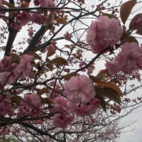桜の塩漬け