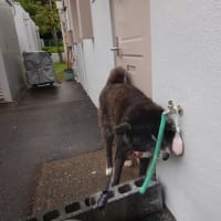 らっきょう、漬けました