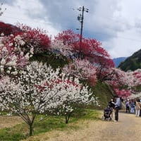 花桃を満喫してきました