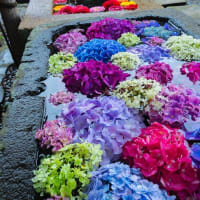 紫陽花とガーベラ花手水の中川八幡神社　2025/6/13