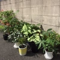 秋を感じる日々となりました
