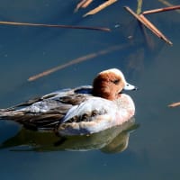 今日の顔（野鳥、ヒドリガモ）
