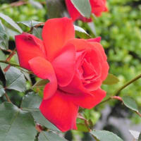 「昭和の赤い薔薇」今年も咲いた