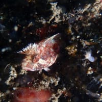 石橋最新生物事情2025/05/21[w/pics]