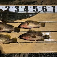 泳がせ釣り