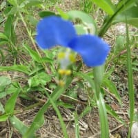 桔梗が咲いた