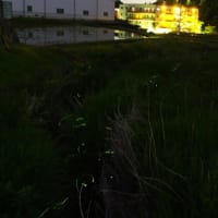250607 顔は見覚え在り、名前出てこず！？ウオーキング距離にホタル出没スポット、妻と探訪！！