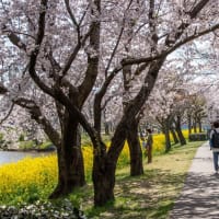 菜の花と桜咲く風景