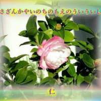 あそび心５７５『　さざんかやいのちのもえのういういし　』ｘｔｘ２８０１