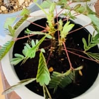逞しく育ってる観葉植物