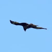 06/13探鳥記録写真：狩尾岬の鳥たち（シジュウカラ、トビの飛翔、）