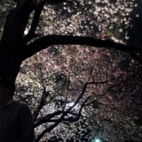 花見