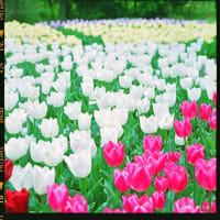 植物園のチューリップ